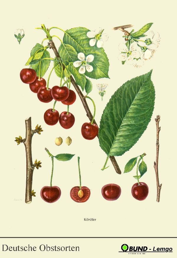 Prunus cer.'Köröser Weichsel'          CAC