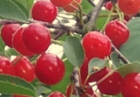 Prunus cer.'Ludwigs Frühe'             CAC