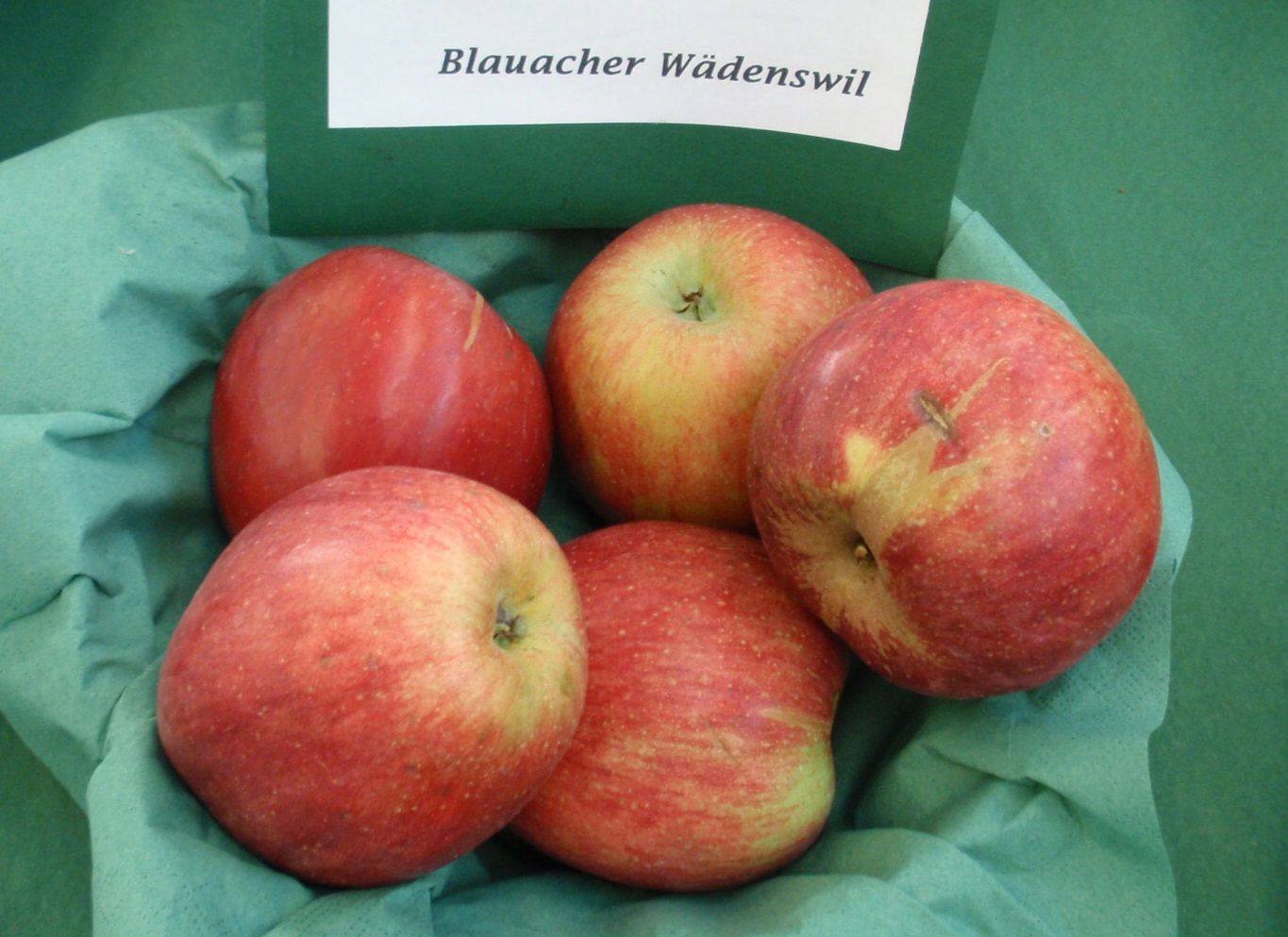 Malus 'Blauacher Wädenswil'            CAC
