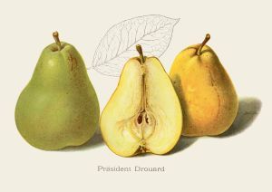 Pyrus com.'Präsident Drouard'          CAC