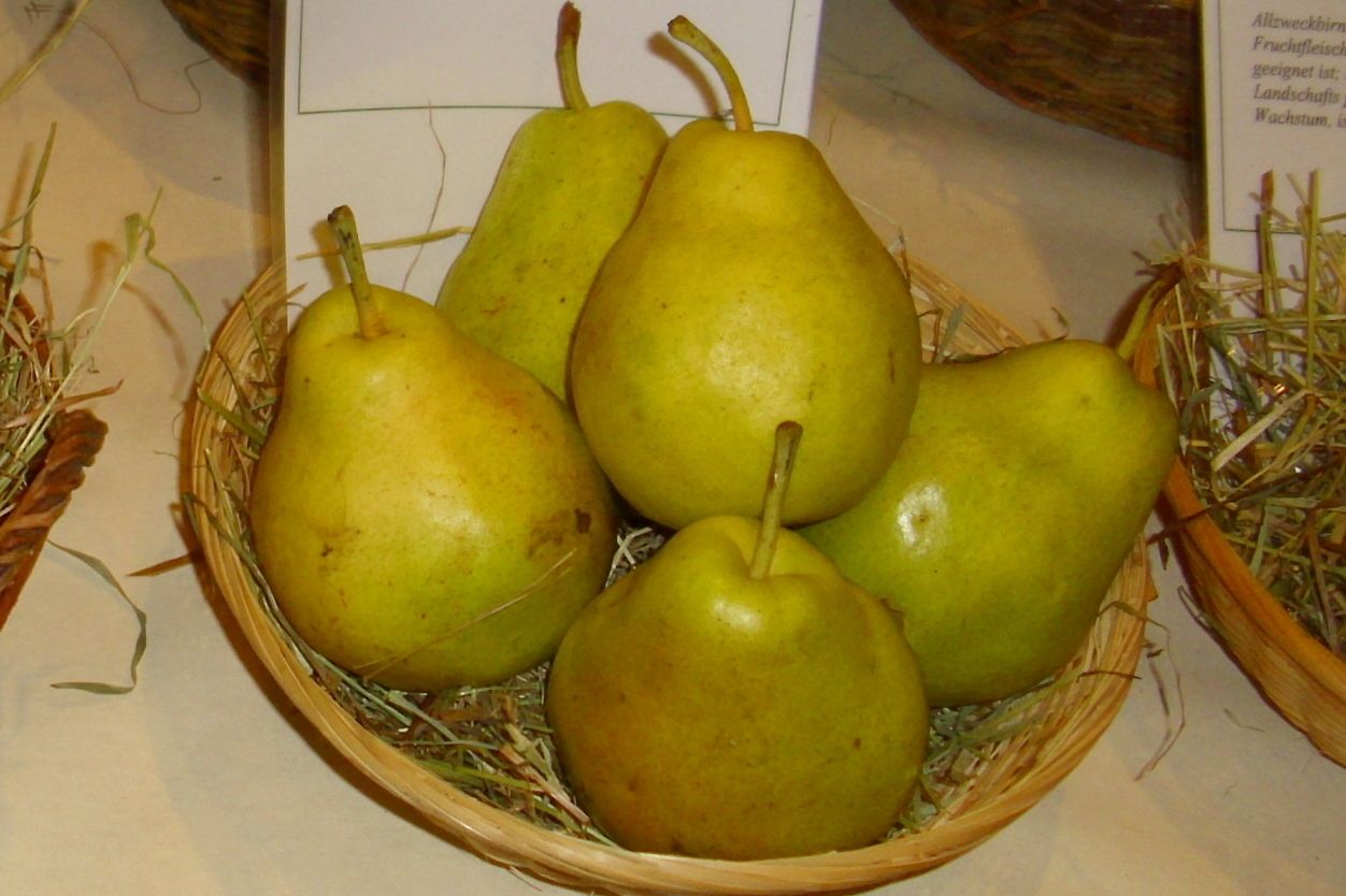 Pyrus com.'Präsident Drouard'          CAC