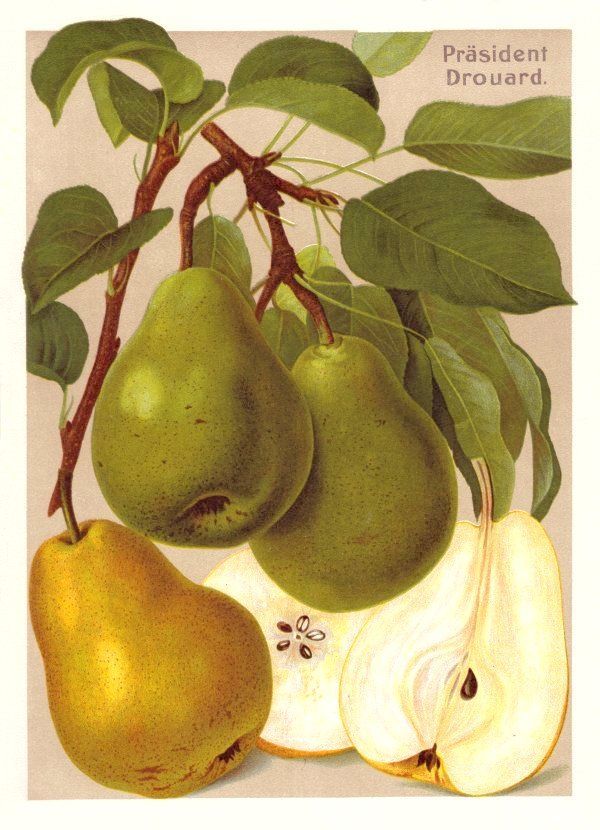 Pyrus com.'Präsident Drouard'          CAC