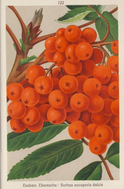 Sorbus auc.'Edulis'