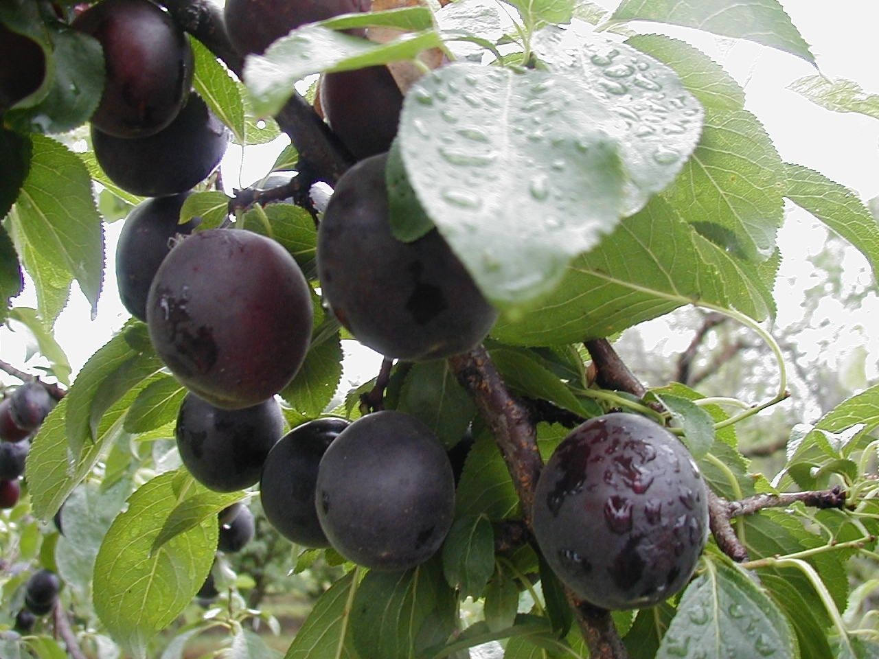 Prunus arm.'Aprisali'  -R-              CAC