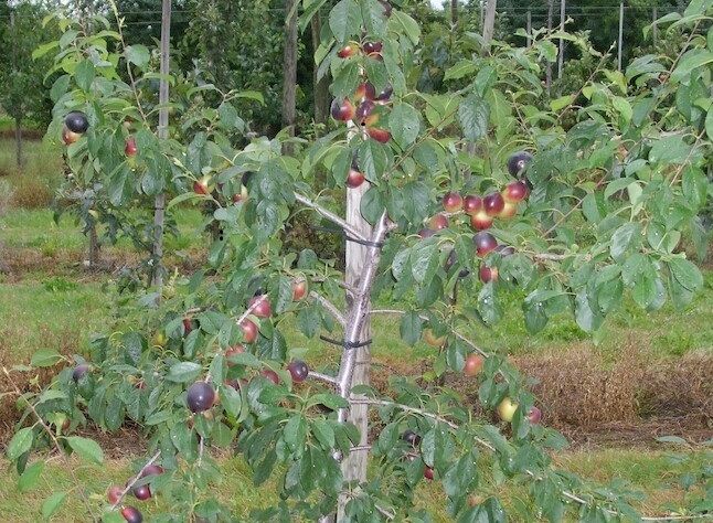 Prunus arm.'Aprisali'  -R-              CAC