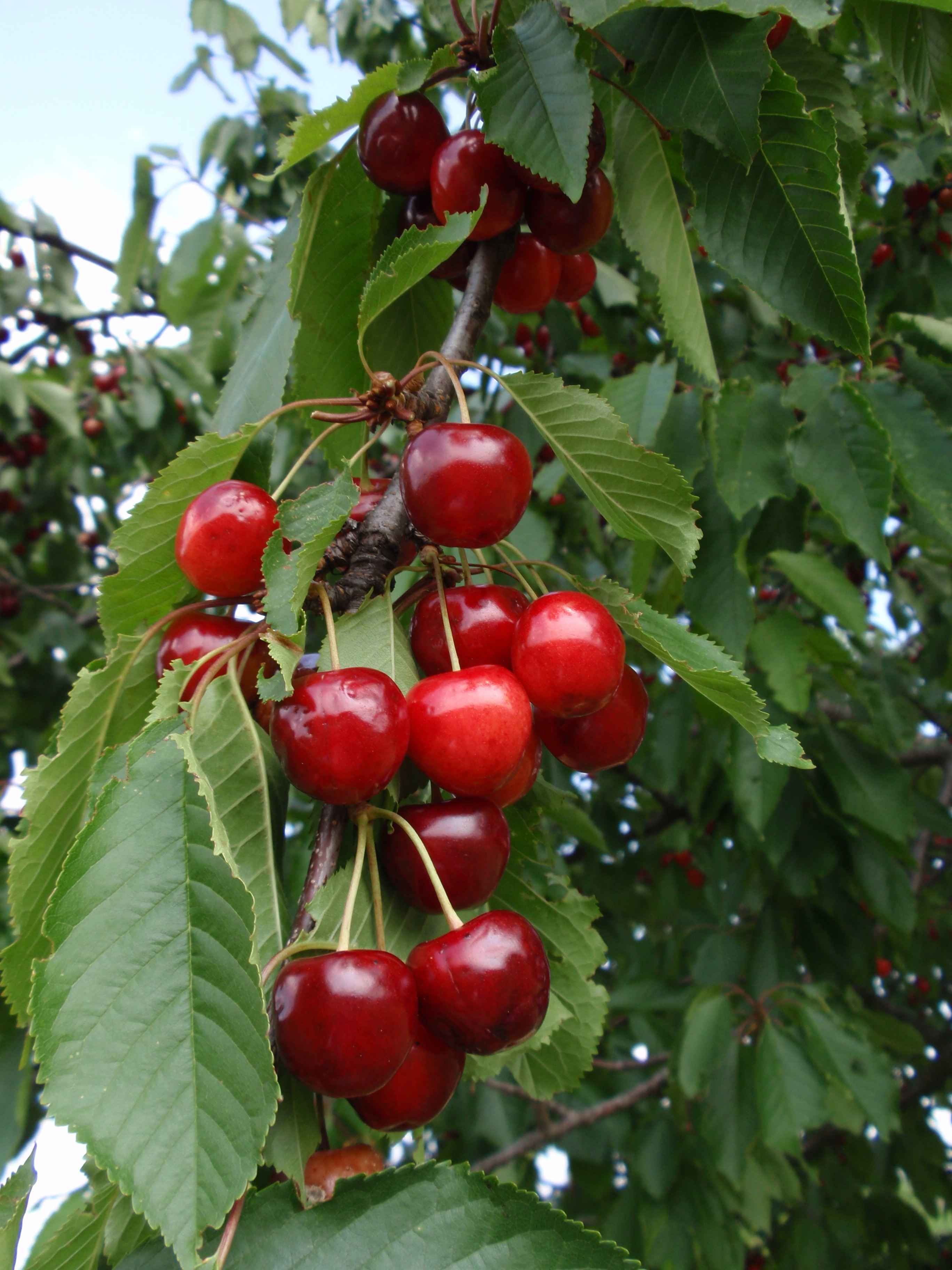 Prunus av.'Büttners Rote Knorpelkirsche'      CAC