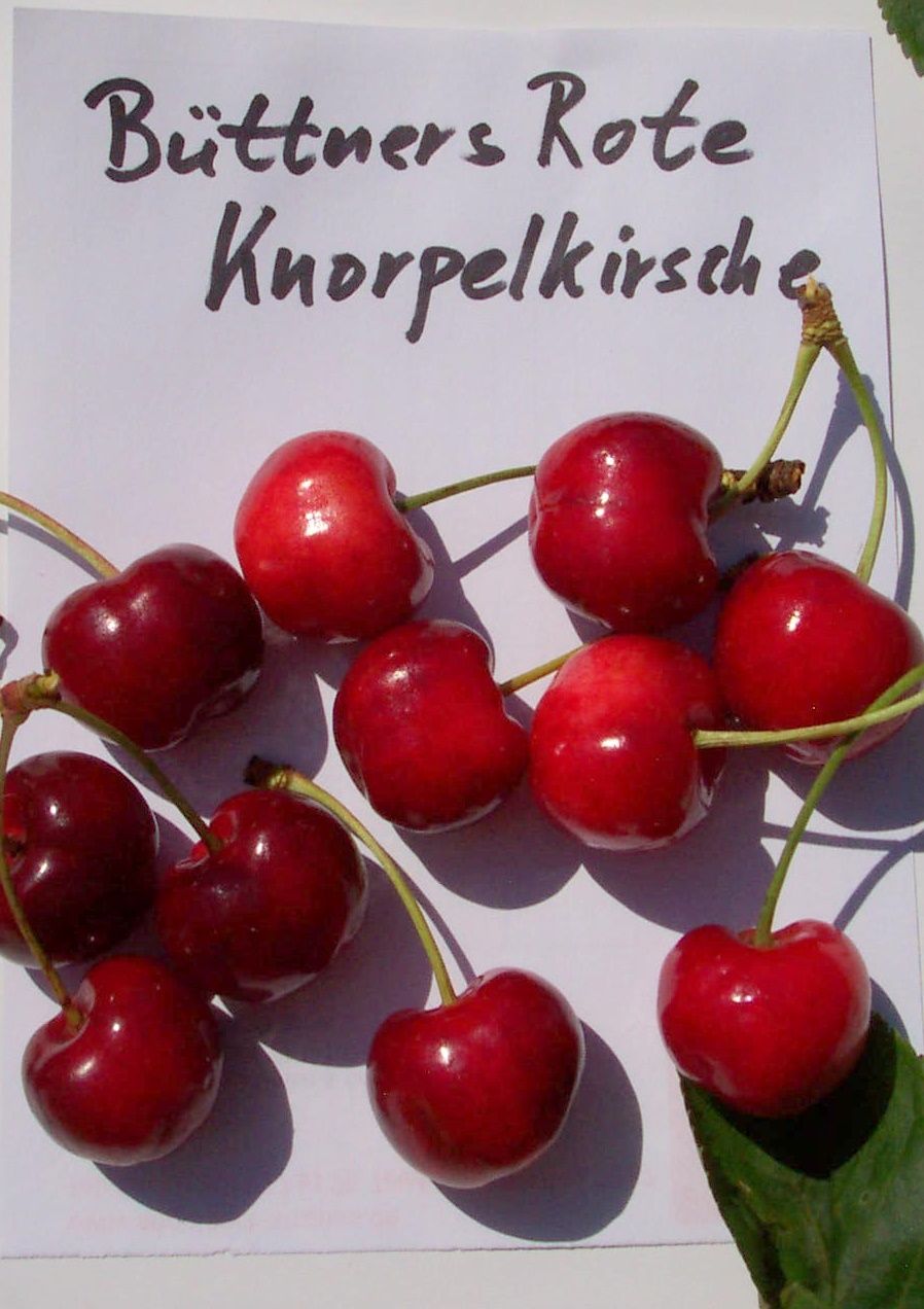 Prunus av.'Büttners Rote Knorpelkirsche'      CAC