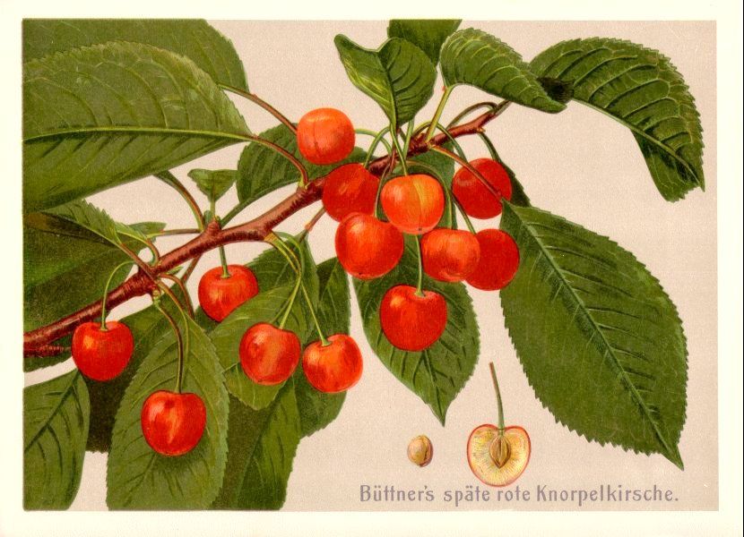Prunus av.'Büttners Rote Knorpelkirsche'      CAC