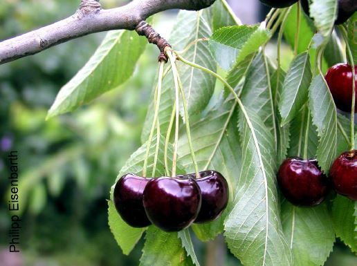 Prunus av.'Frühe Rote Meckenheimer'      CAC