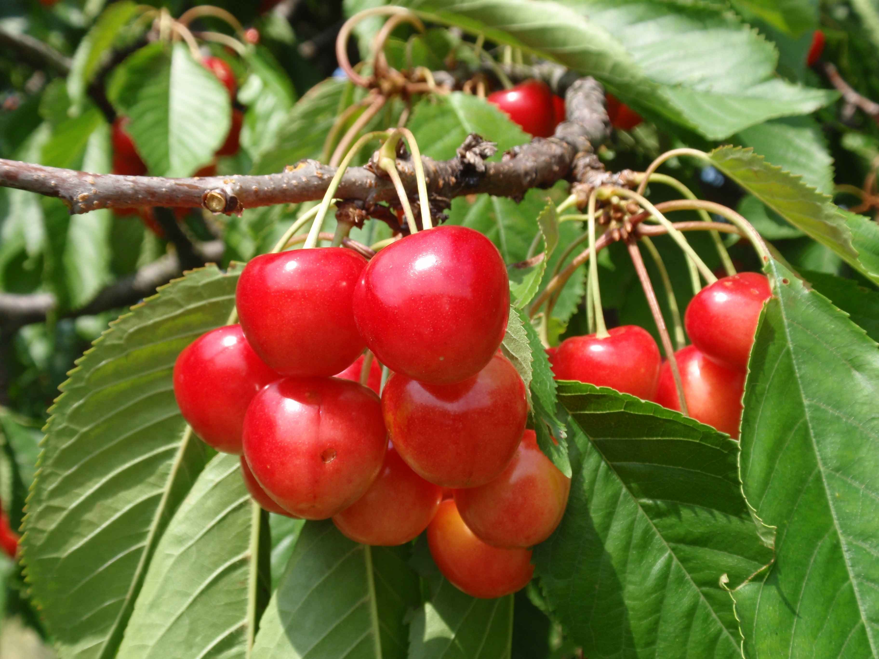 Prunus av.'Gr. Prinzessinkirsche' ( Napoleon ) CAC