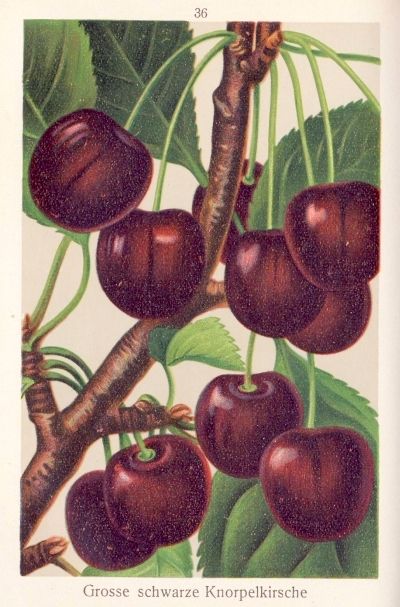 Prunus av.'Große Schwarze Knorpelkirsche'      CAC