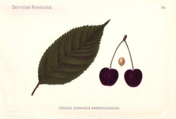 Prunus av.'Große Schwarze Knorpelkirsche'      CAC