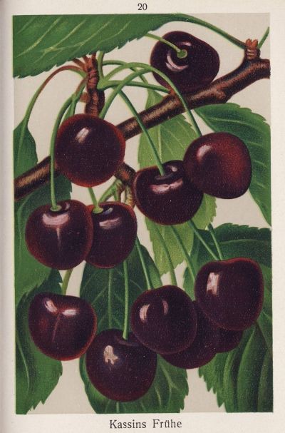Prunus av.'Kassins Frühe Herzkirsche'    CAC