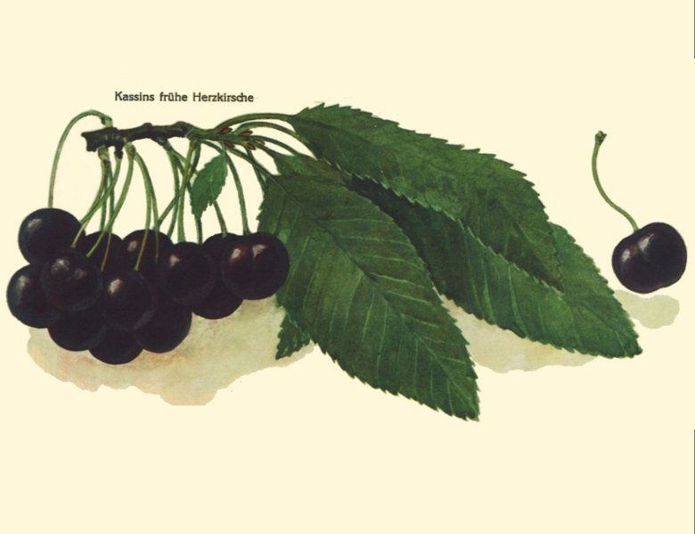 Prunus av.'Kassins Frühe Herzkirsche'    CAC