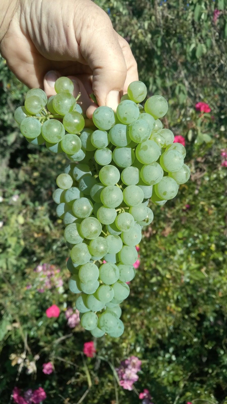 Vitis 'Romulus' II