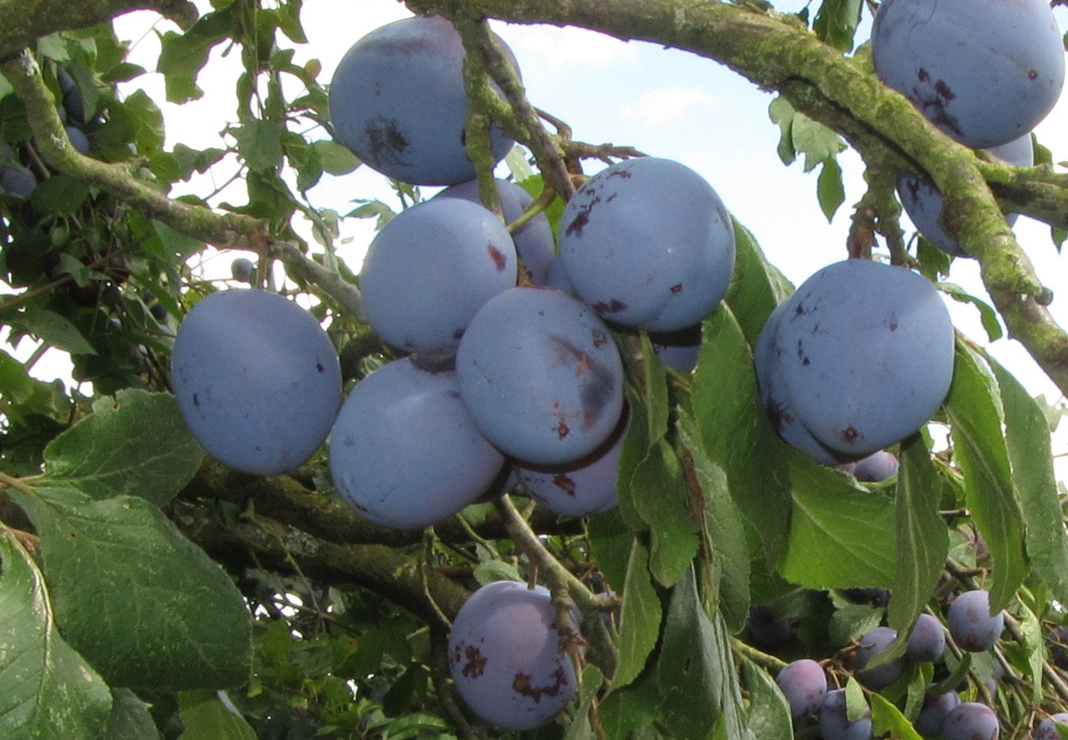 Prunus dom.'Bühler Frühzwetsche'       CAC