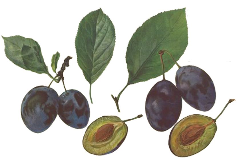 Prunus dom.'Bühler Frühzwetsche'       CAC