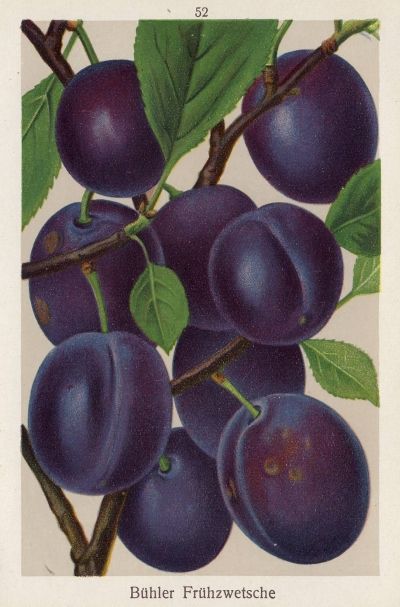 Prunus dom.'Bühler Frühzwetsche'       CAC