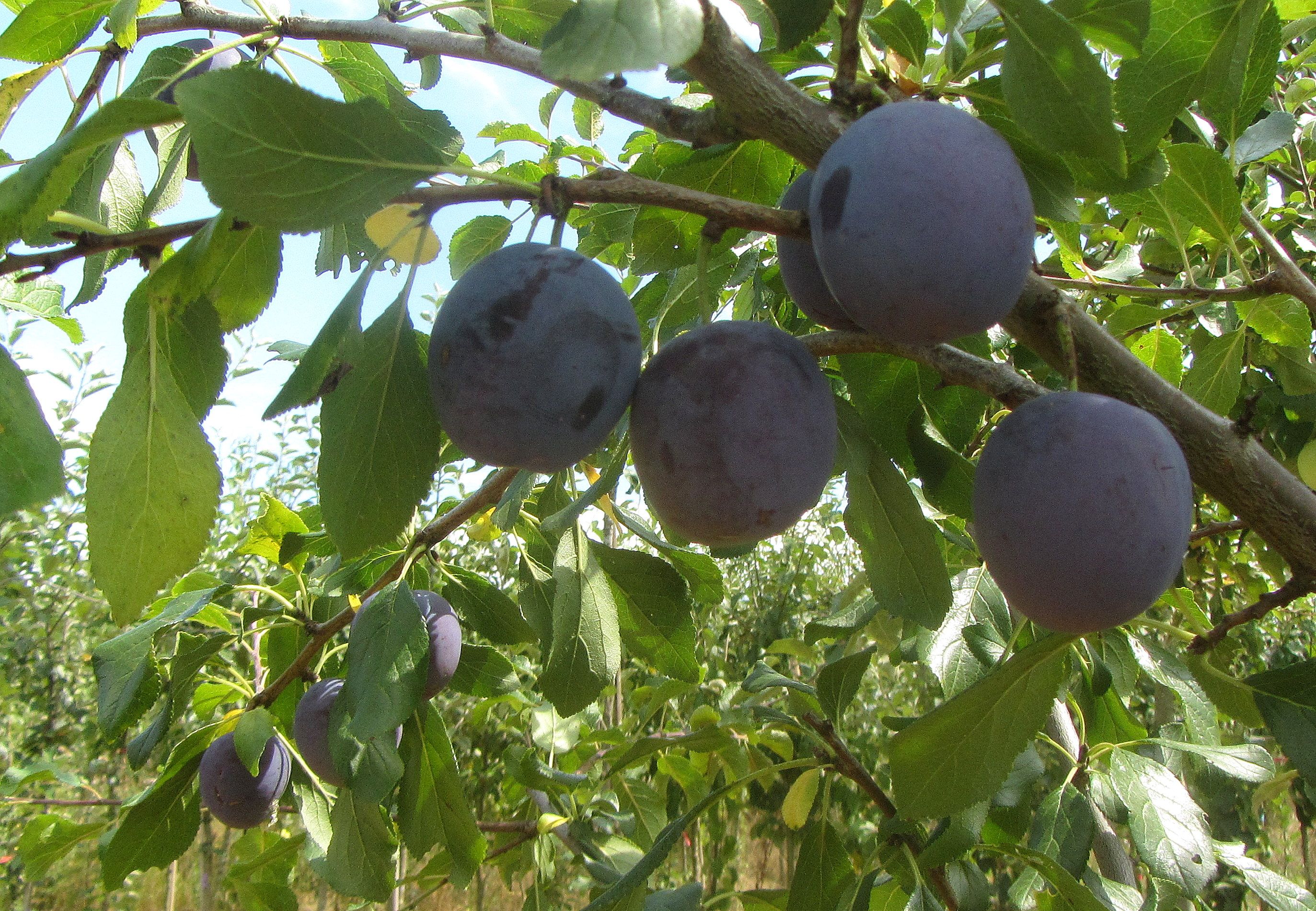 Prunus dom.'Ersinger Frühzwetsche'     CAC