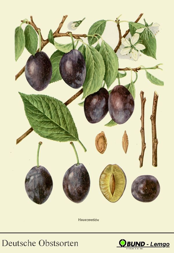Prunus dom.'Hauszwetsche'              CAC