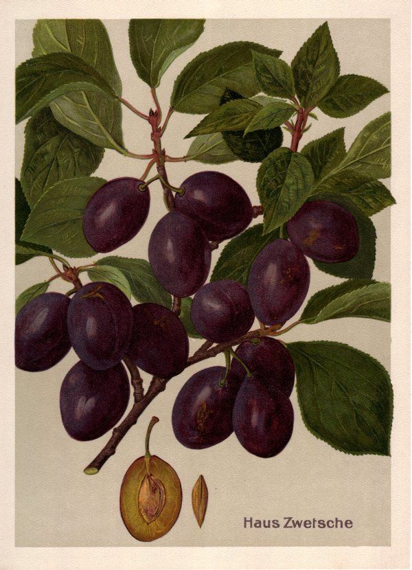 Prunus dom.'Hauszwetsche'              CAC