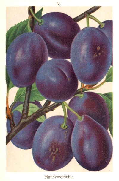 Prunus dom.'Hauszwetsche'              CAC