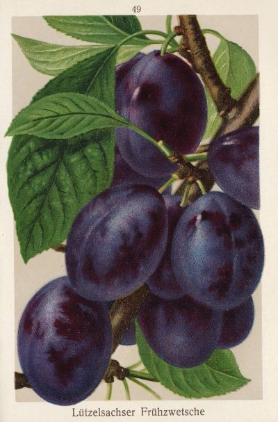 Prunus dom.'Lützelsachser Frühzwetsche'  CAC