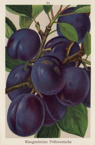 Prunus dom.'Wangenheims'    CAC
