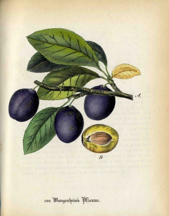 Prunus dom.'Wangenheims'    CAC