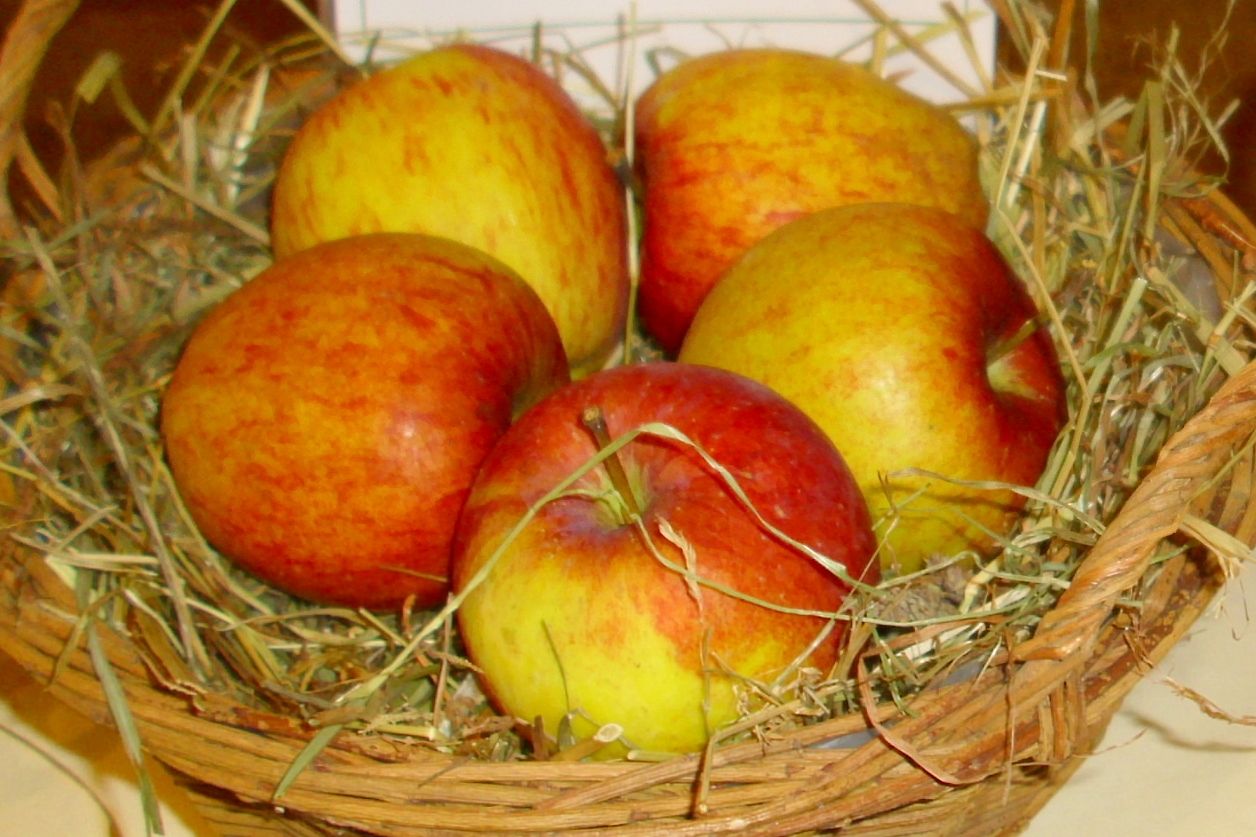 Malus 'Remo'                           CAC