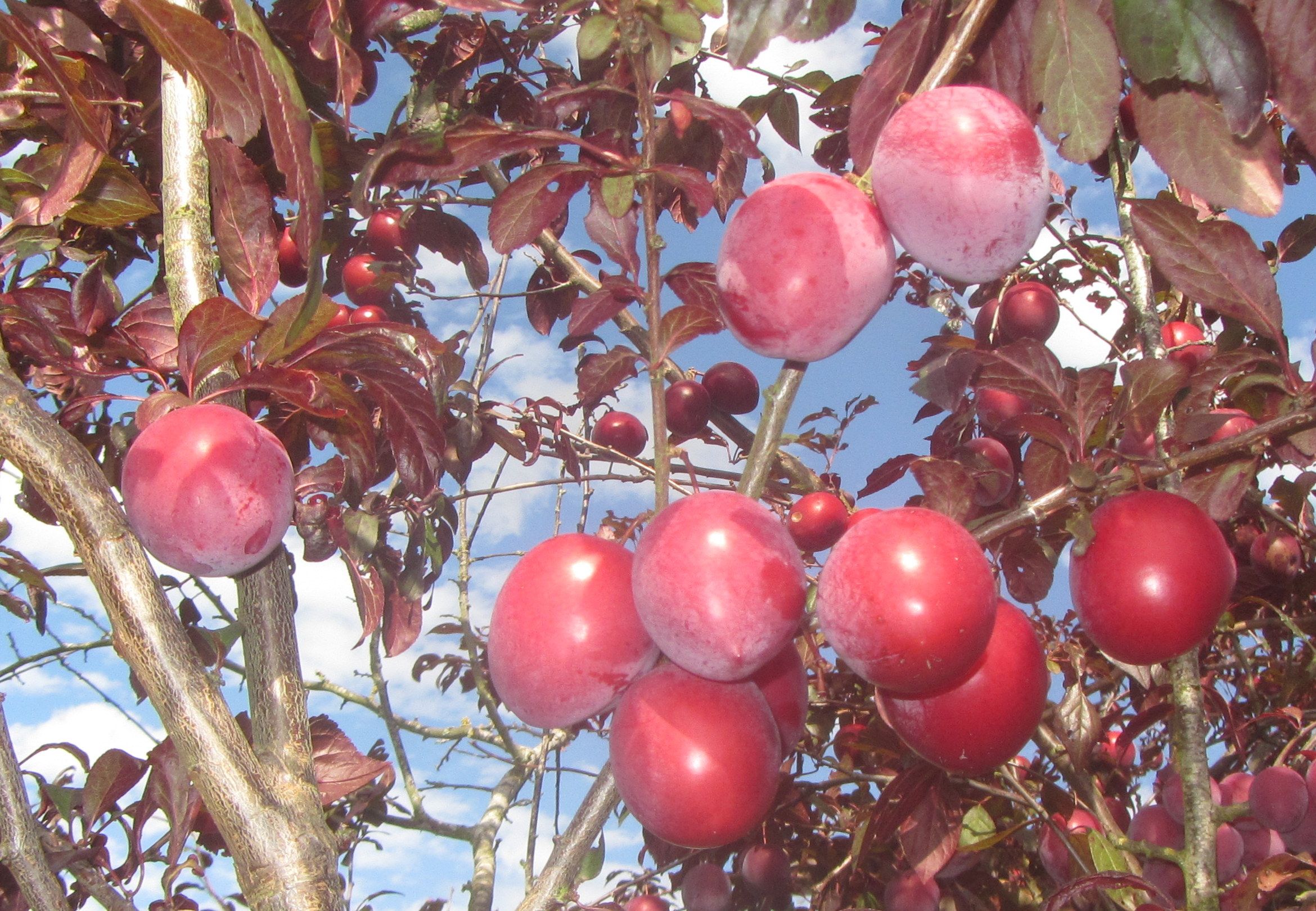 Prunus cerasifera 'Trailblazer'       CAC