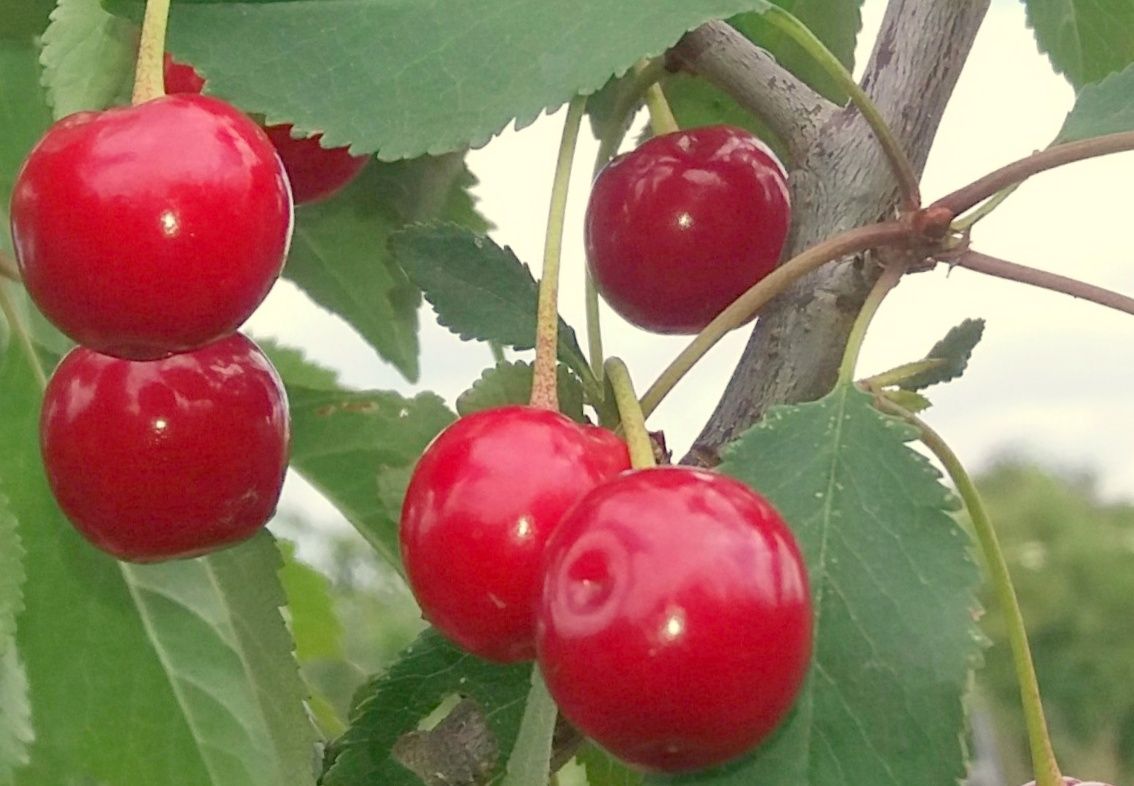 Prunus cer.'Karneol'  -S-              CAC