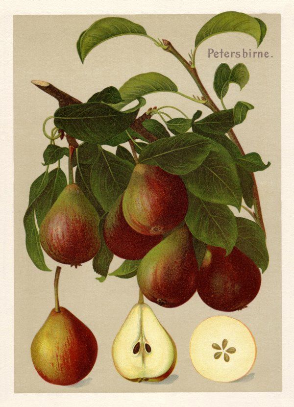 Pyrus com.'Petersbirne'                CAC