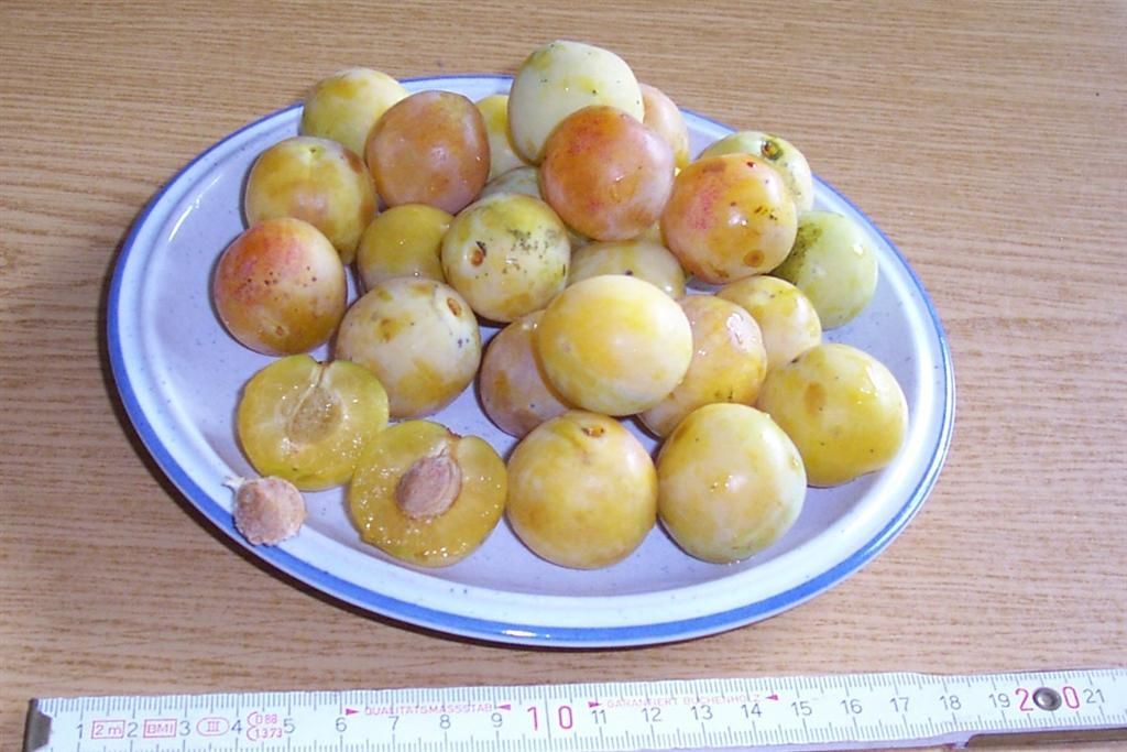 Prunus syr.'Flotows Mirabelle' *            CAC