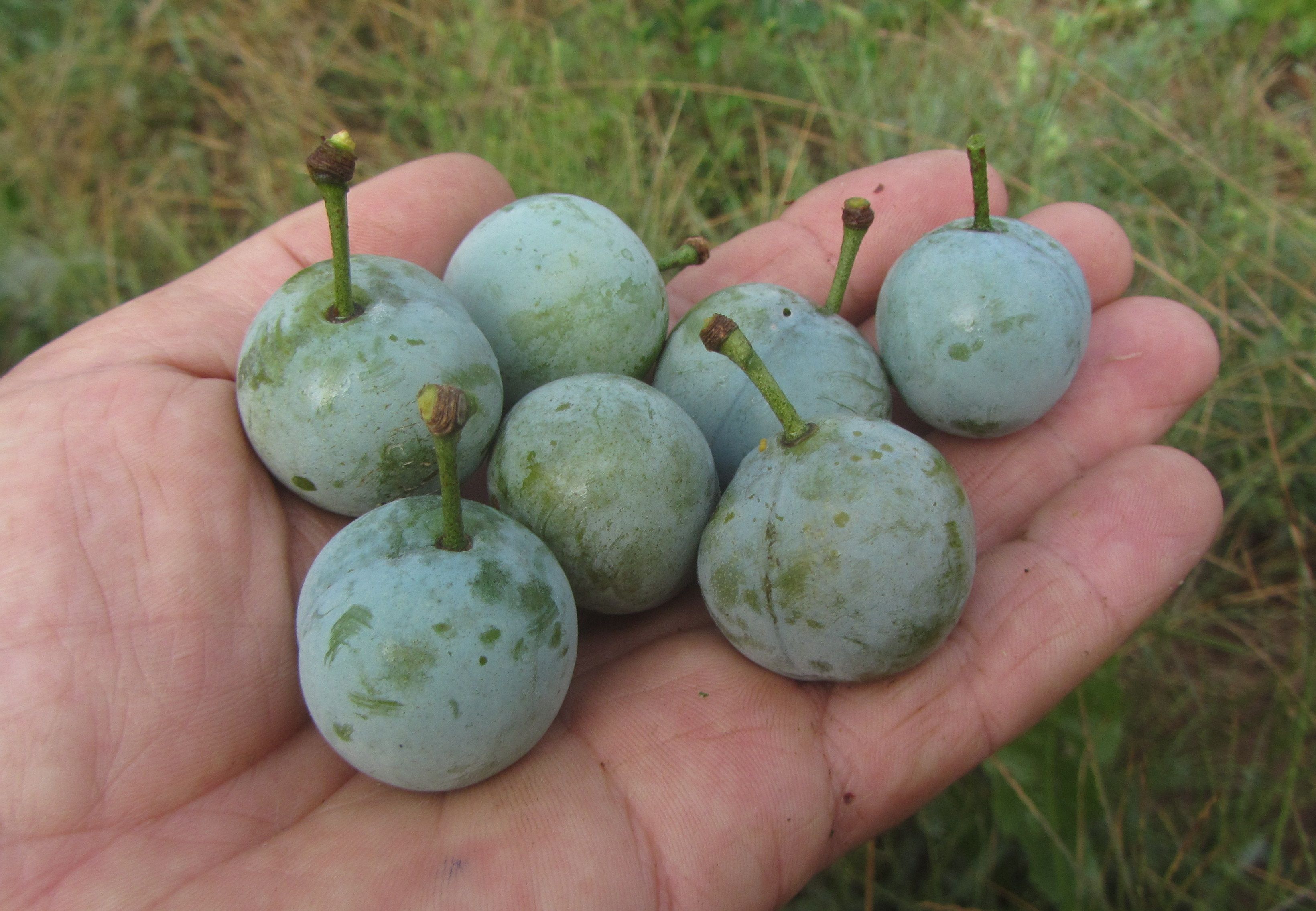 Prunus dom.'Haferpflaume'      CAC
