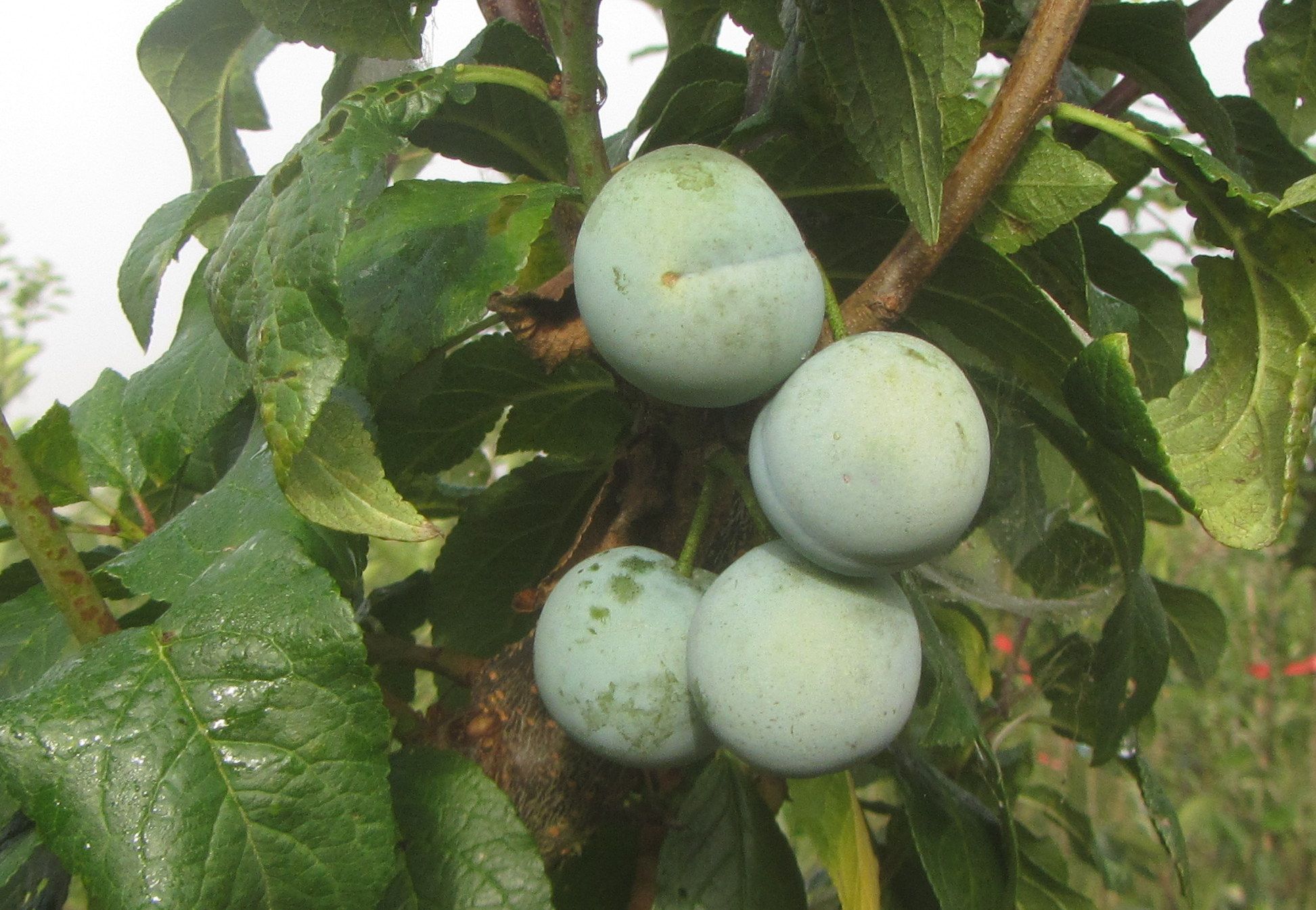 Prunus dom.'Haferpflaume'      CAC