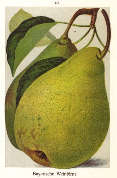 Pyrus com.'Bayerische Weinbirne'        CAC