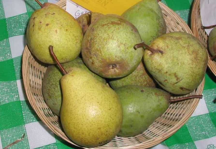 Pyrus com.'Bayerische Weinbirne'        CAC