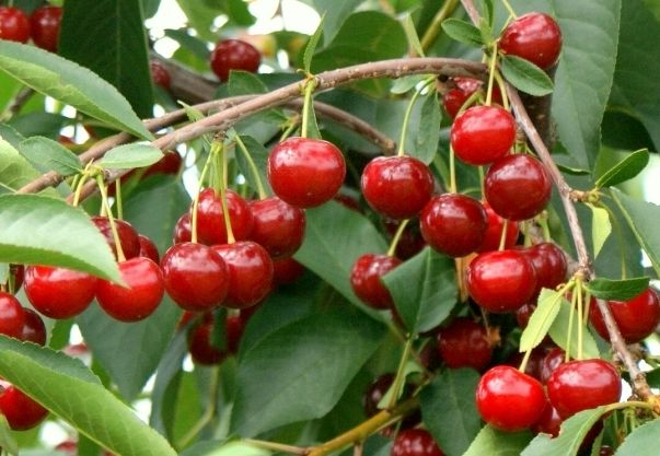 Prunus cer.'Morina'  -S-               CAC