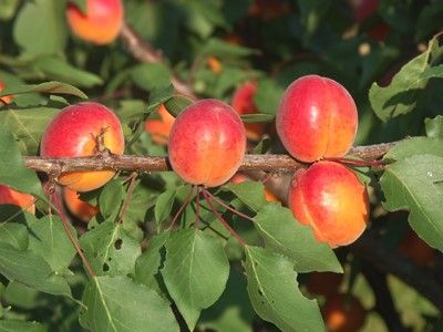 Prunus arm.'Bergeron'                  CAC