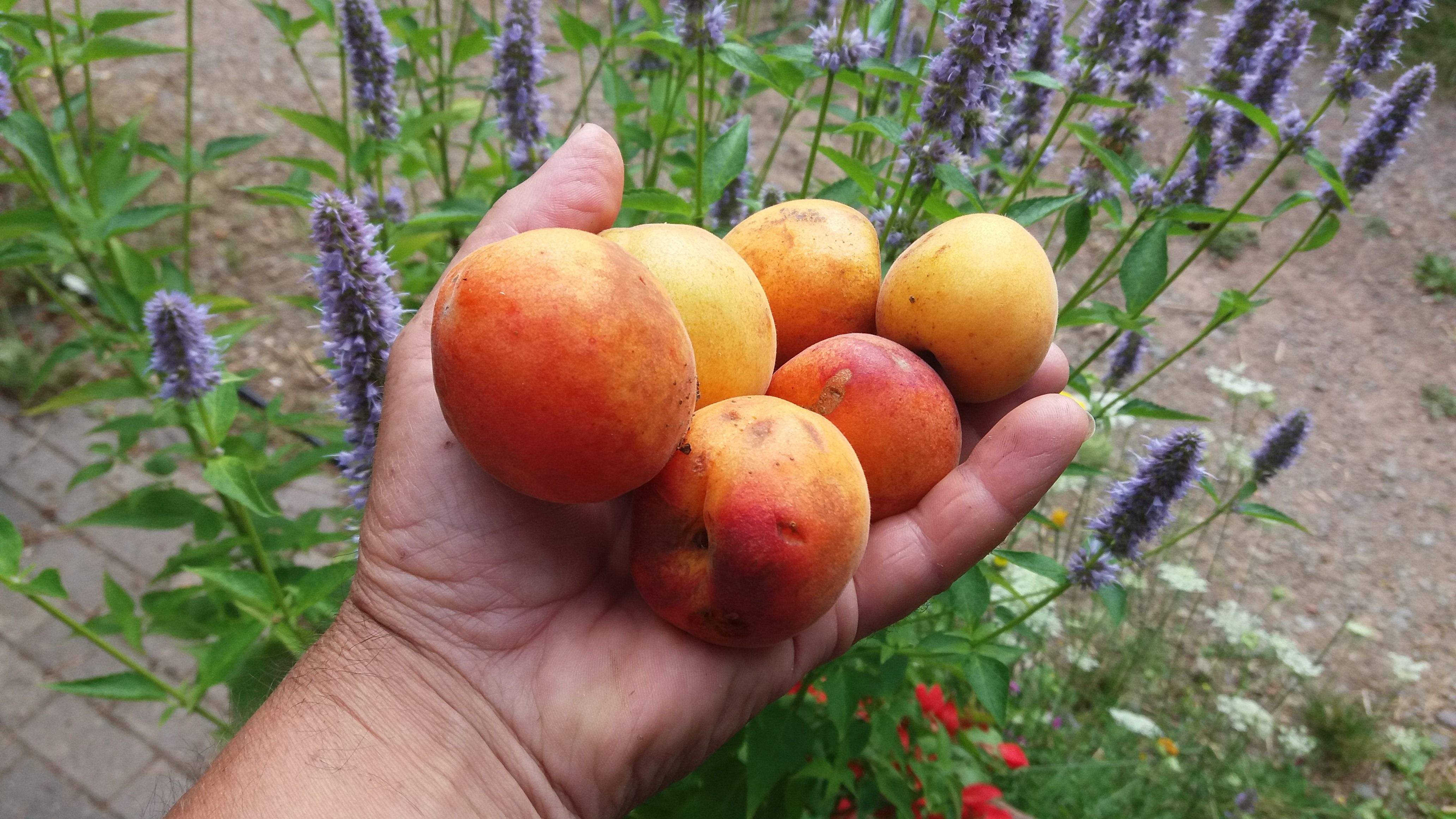 Prunus arm.'Goldrich'     CAC