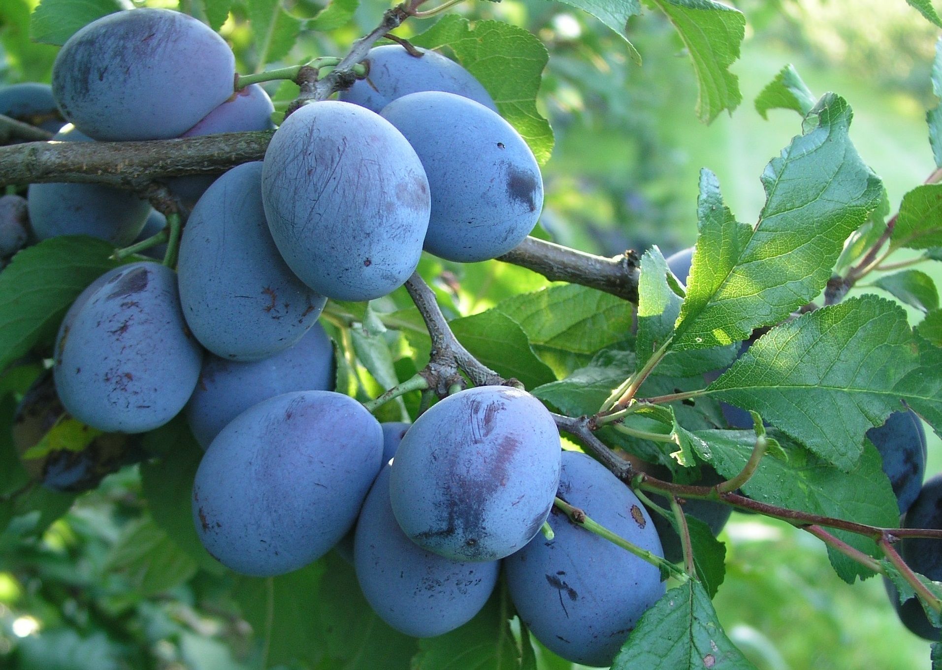 Prunus dom.'Elena'  -S-                CAC