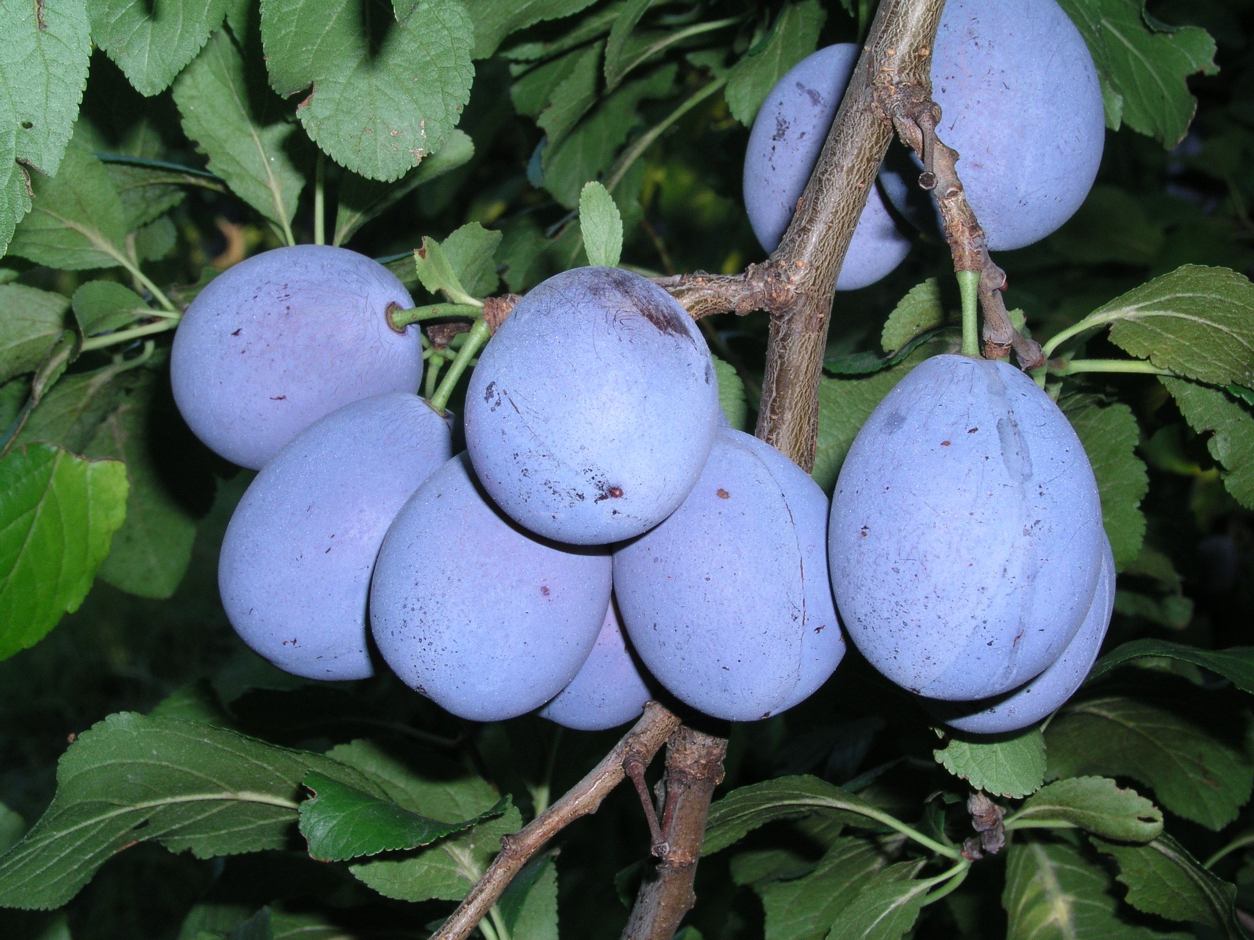 Prunus dom.'Elena'  -S-                CAC