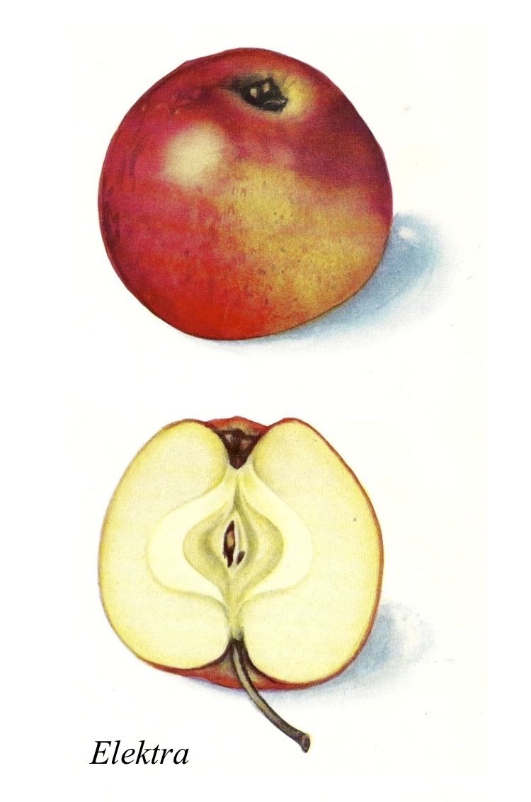 Malus 'Elektra'                        CAC