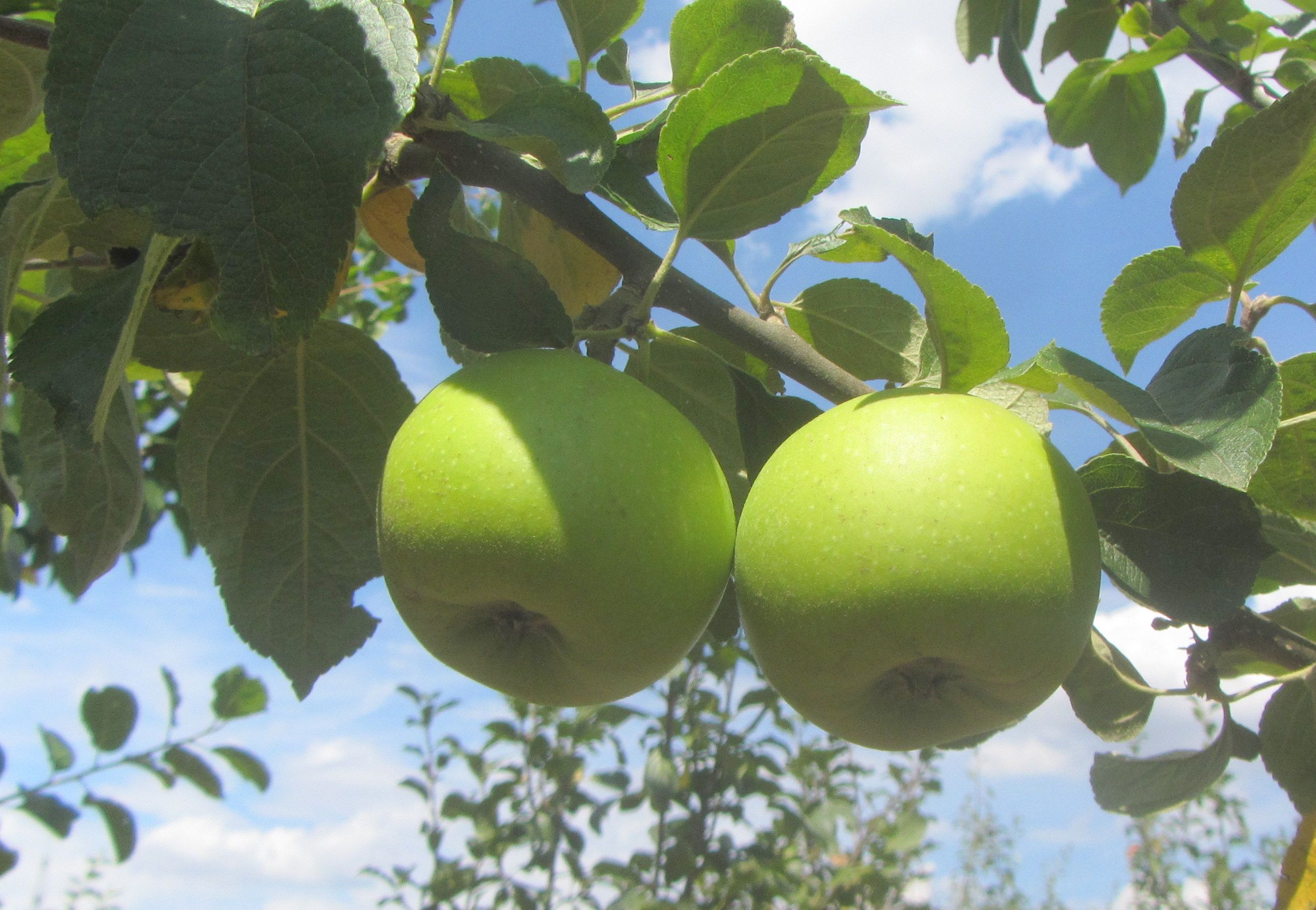Malus 'Linsenhofer Renette'          CAC