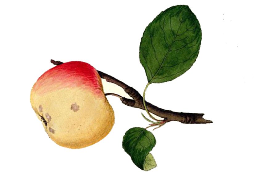 Malus 'Edelborsdorfer'                 CAC