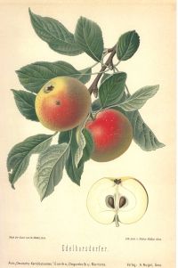 Malus 'Edelborsdorfer'                 CAC