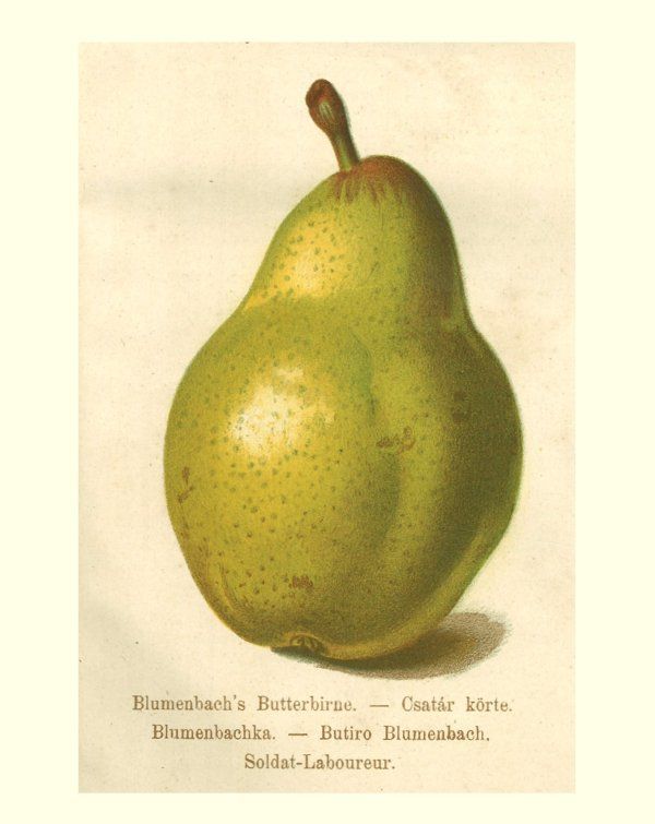 Pyrus com.'Blumenbachs Butterbirne'    CAC