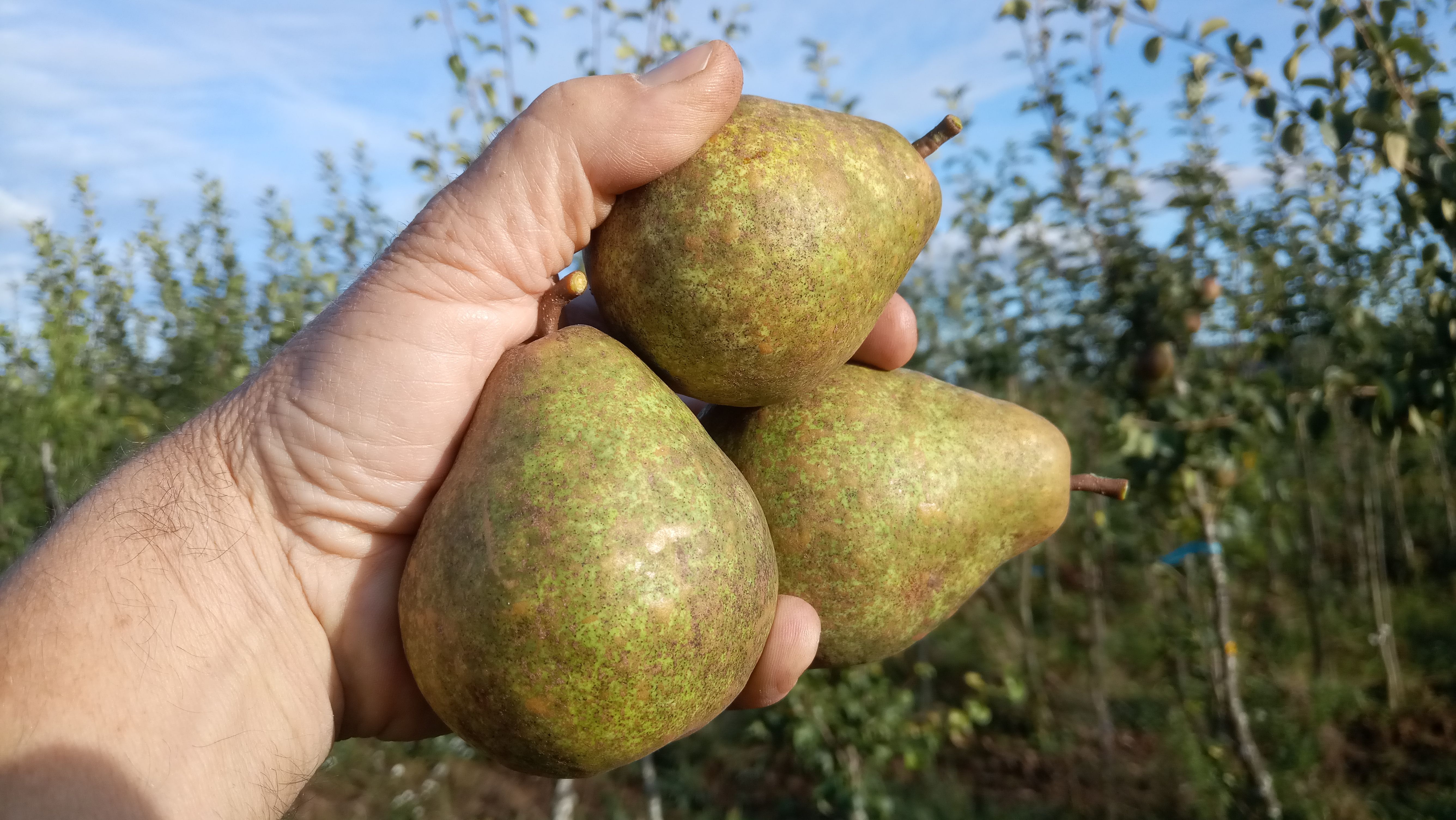 Pyrus com.'Blumenbachs Butterbirne'    CAC