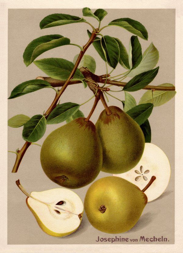 Pyrus com.'Josephine von Mecheln'      CAC